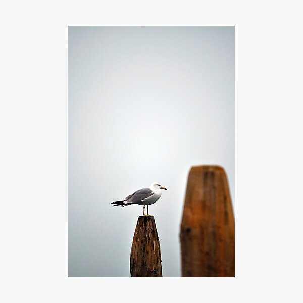 Photographic Print