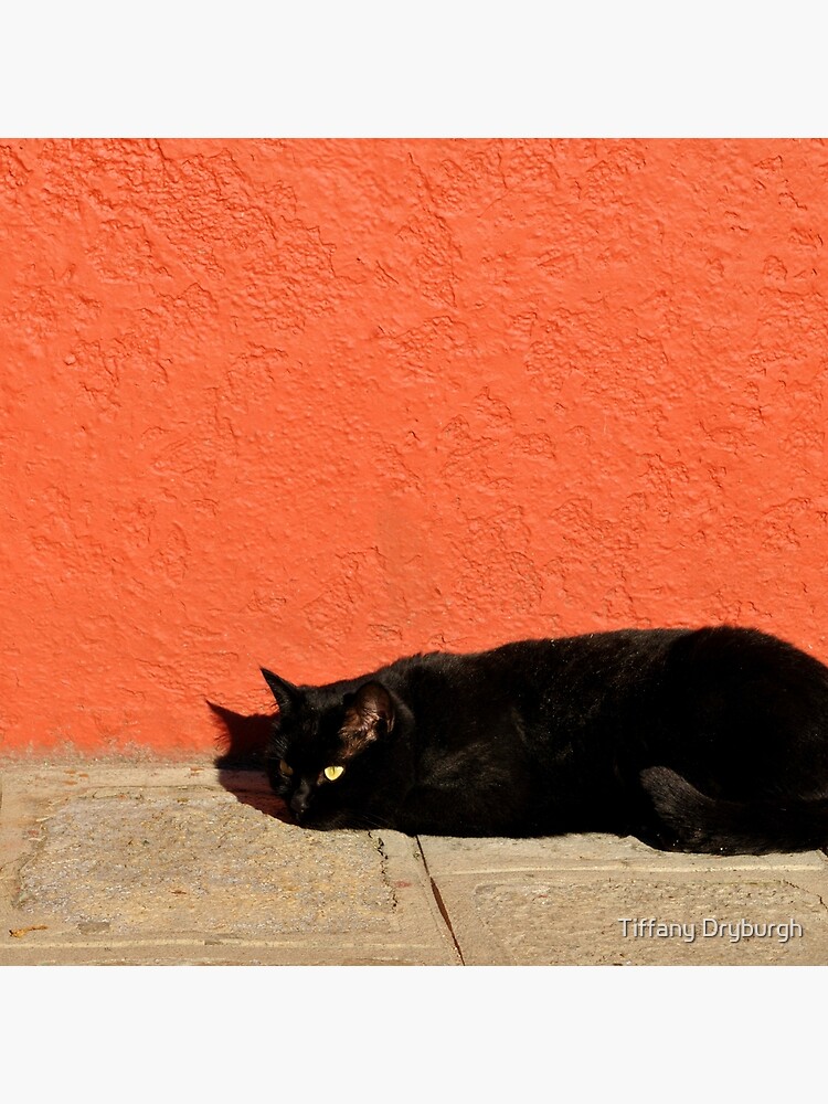 Black Cat Red Wall by Tiffany