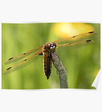 Four-spotted Chaser Poster