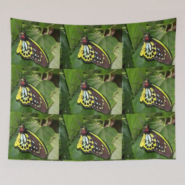 Artikelvorschau, Mit Pollen verkrusteter Schmetterling entworfen und verkauft von M-Baughman-Art.