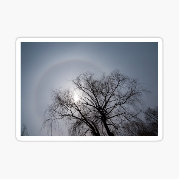 Aperçu de l'œuvre Sun Halo, arbres et ciel d'hiver gris argenté créée et vendue par Georgia Mizuleva.