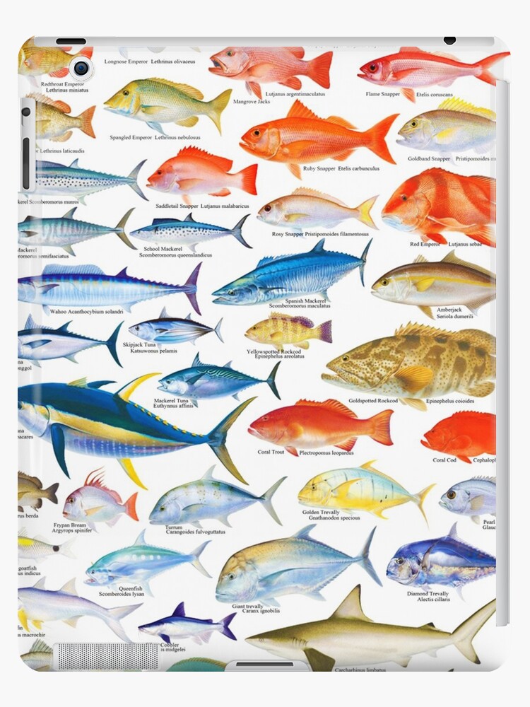 Update 90+ about fishes of australia hot - NEC