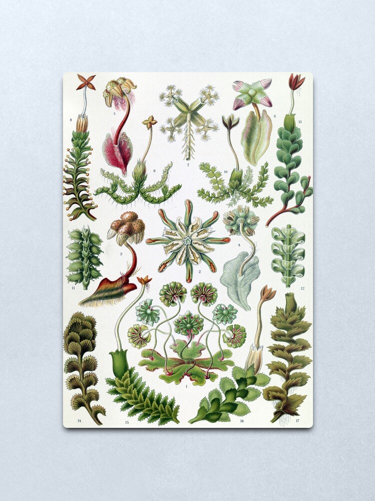 Alternate view of Vintage Ernst Haeckel Illustration of Liverworts Metal Print