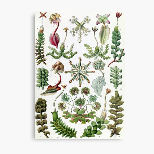 Vintage Ernst Haeckel Illustration of Liverworts Metal Print