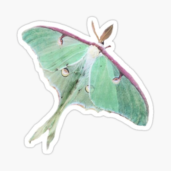 Luna Moth Sticker