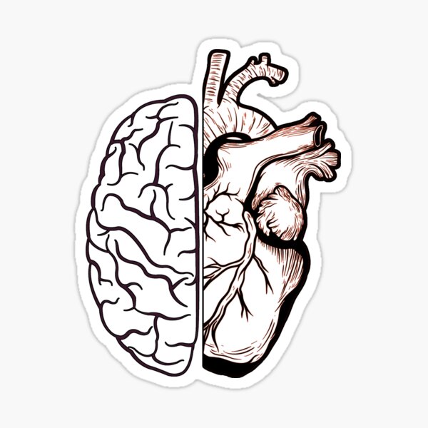 Sticker Anatomisches Herz Schwarz Und Wei C3 9f Redbubble