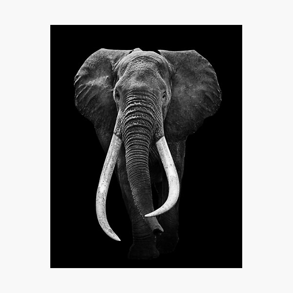 Item preview, Elephant animal , isolated black wildlife designed and sold by MarketVisionAV.