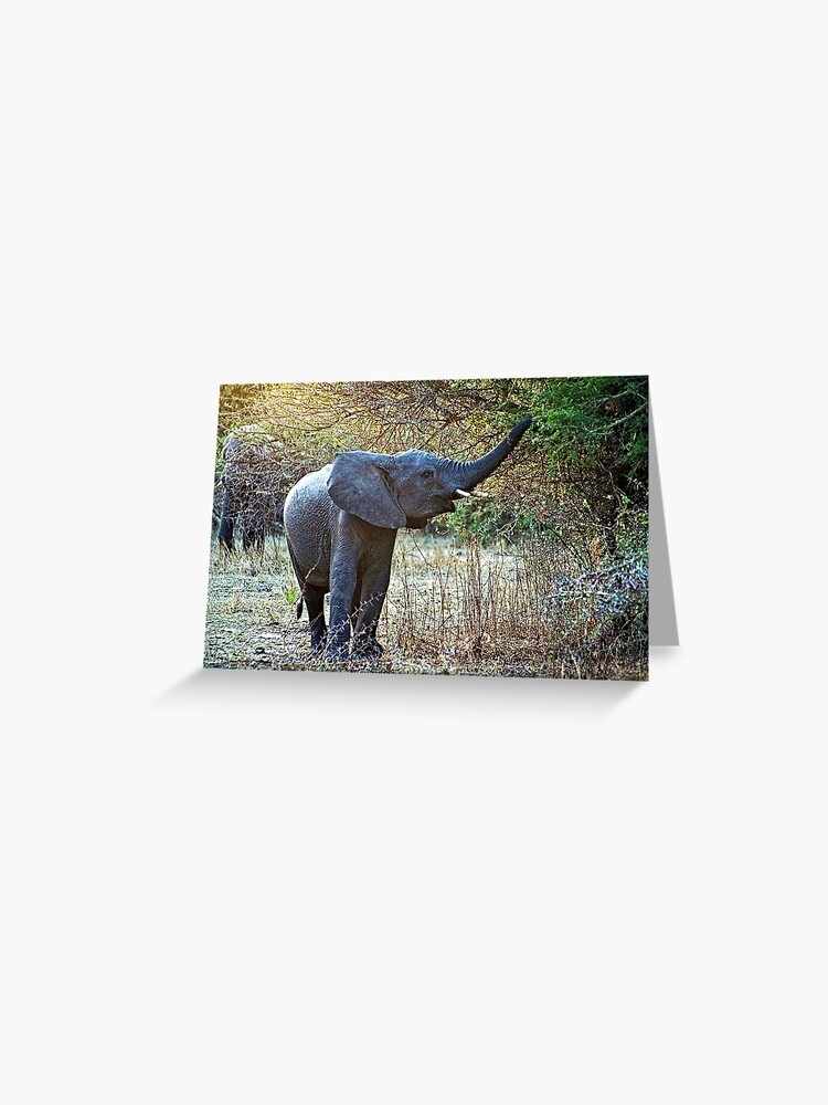 Large Safari Animal Wall Decals with Acacia Tree, Nursery Wall Decals,  Jungle Wall Stickers, African Animal Wall Decals