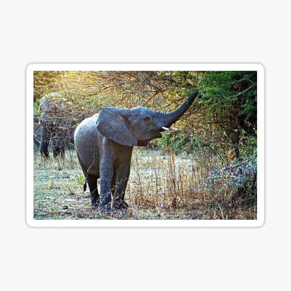 Item preview, African Baby Elephant Acacia Tree Forest Africa designed and sold by worldways.