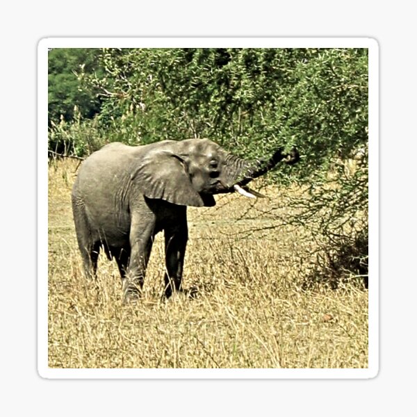 Item preview, Little African Elephant Acacia Tree Safari Africa designed and sold by worldways.