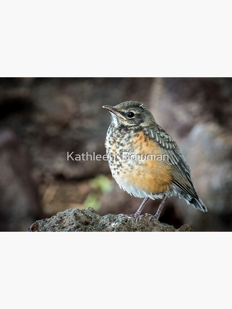 Immature American Robin by KathleenBowman