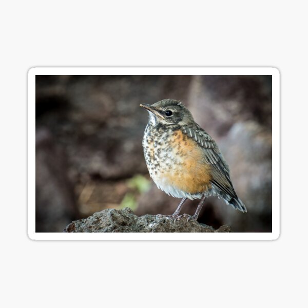 Immature American Robin Sticker