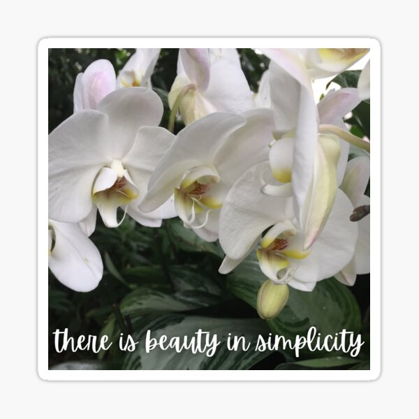 "There is beauty in simplicity White orchids flowers blossoms