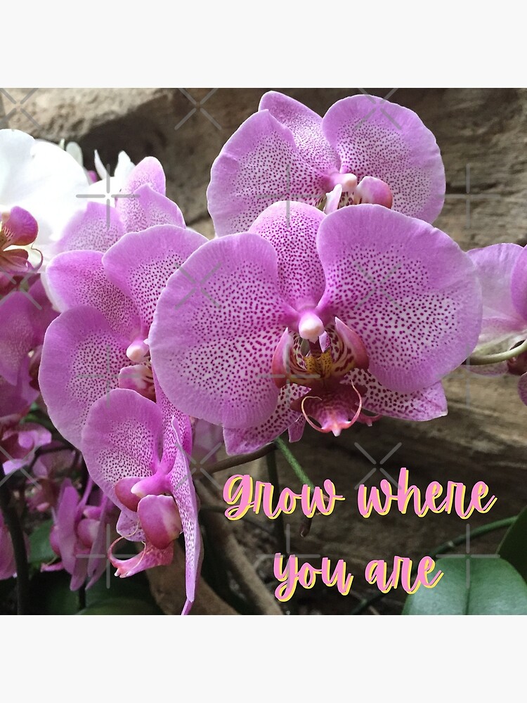 "Pink Orchid Grow Where You Are Motivational Quotes" Poster for