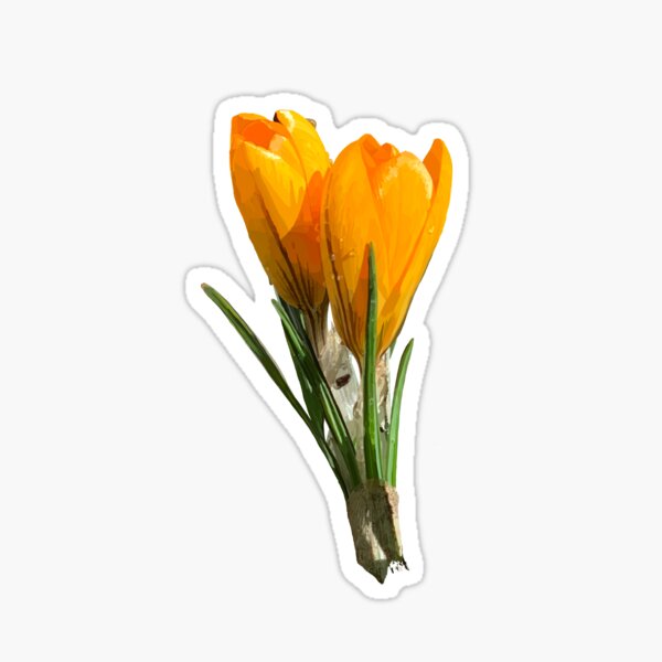 crocus Sticker