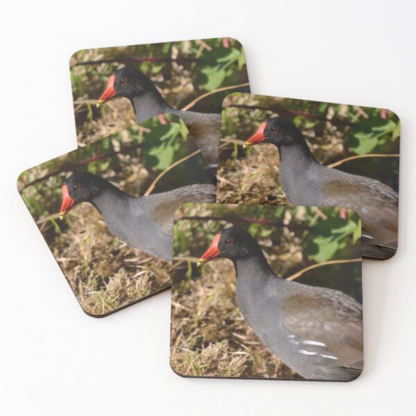 Item preview, Male Moorhen in his nest designed and sold by RumRagephotos.