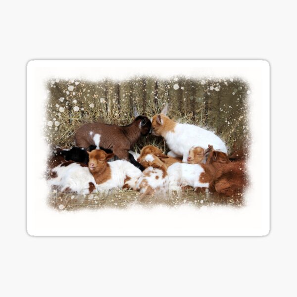 Item preview, Cute Farmyard Baby Goats designed and sold by OByD.