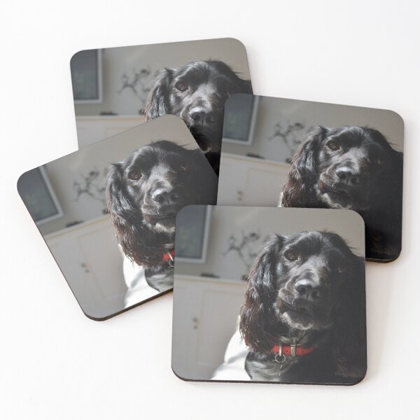 Artikelvorschau, Black Working Springer Spaniel entworfen und verkauft von RumRagephotos.