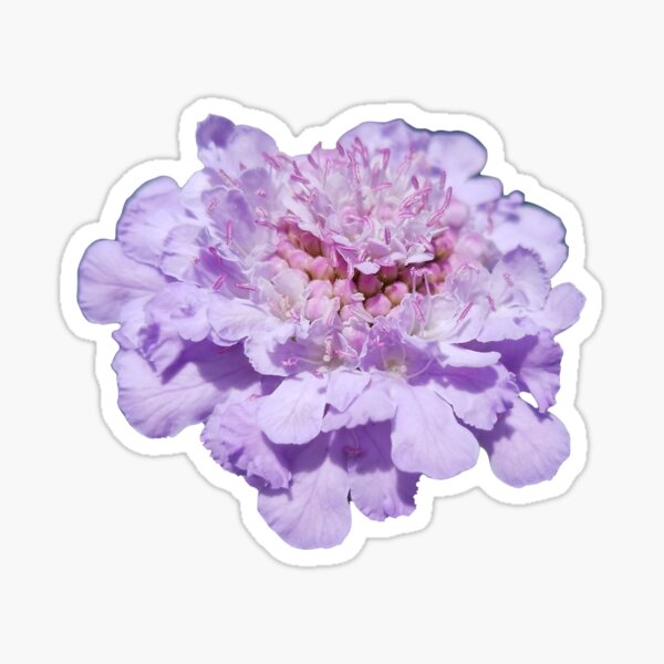 Violetta Flower Sticker