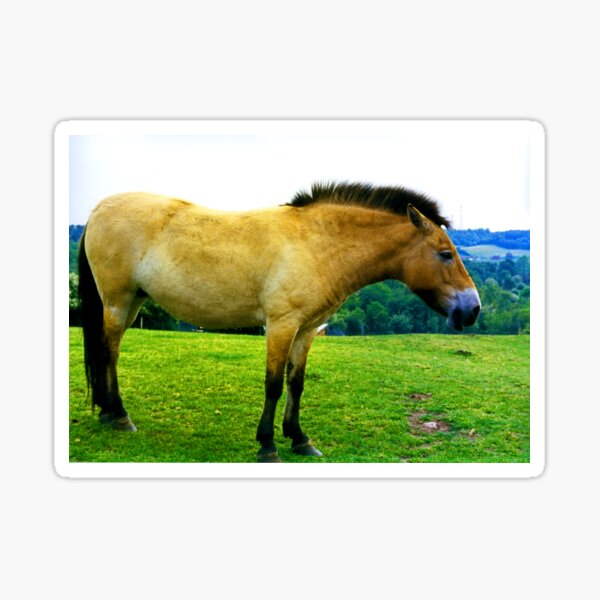Aperçu de l'œuvre Cheval de Przewalski créée et vendue par tomg.