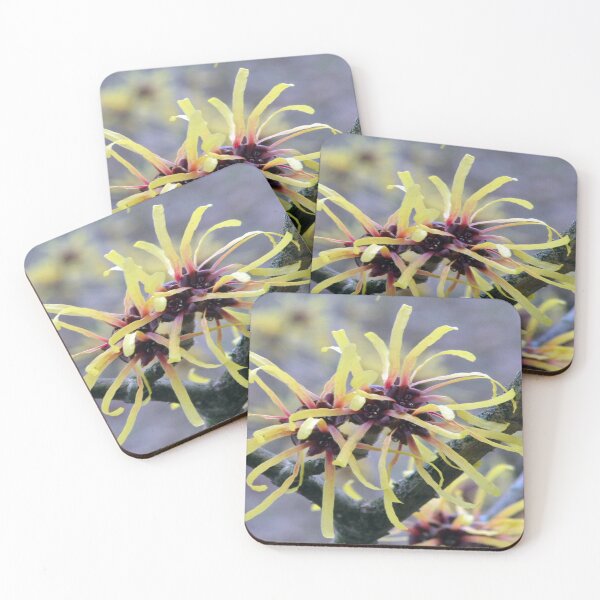 Item preview, Witch Hazel designed and sold by Chris Monks.