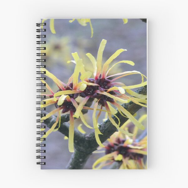 Item preview, Witch Hazel designed and sold by Chris Monks.