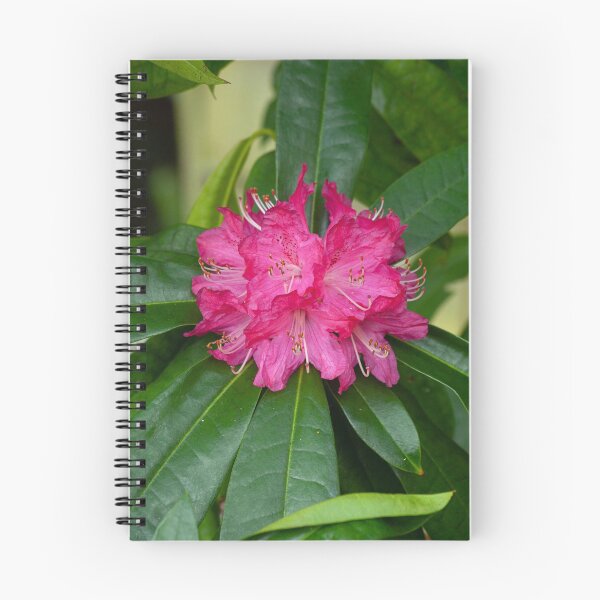 Item preview, Rhododendron Flower designed and sold by Tony-Bedford.