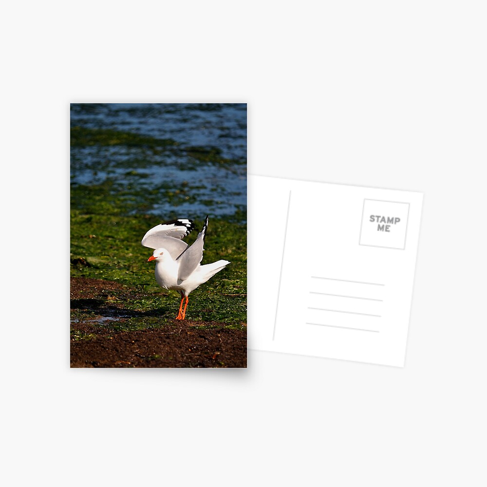 Item preview, Postcard designed and sold by Tiffany.