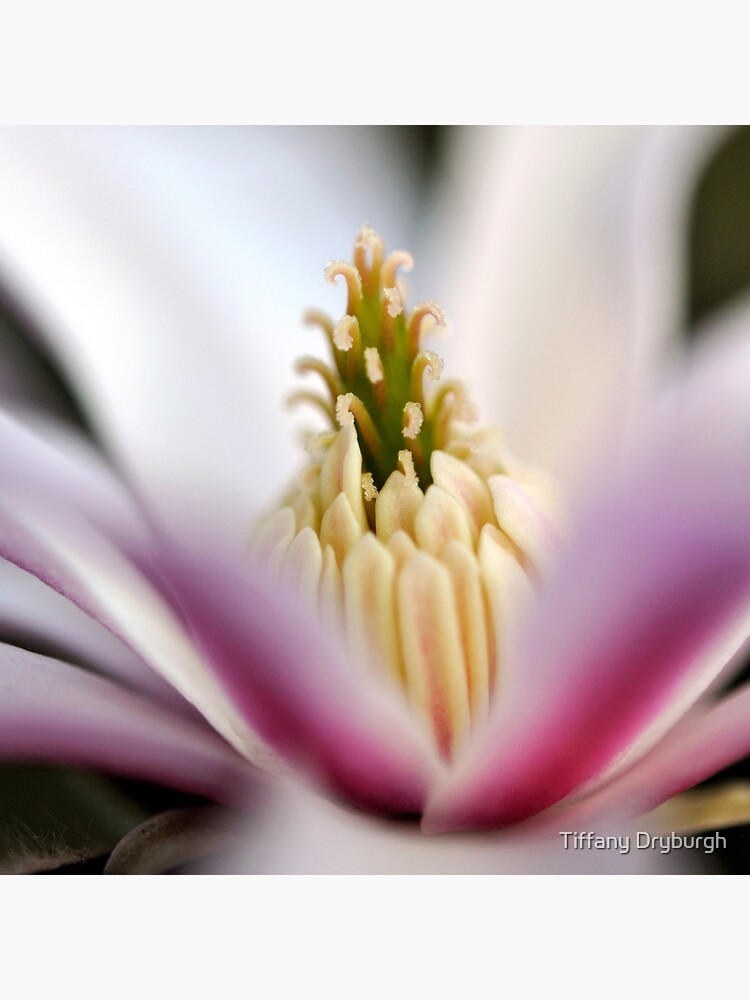 The Star of the Star Magnolia by Tiffany