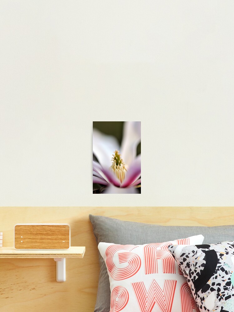 Thumbnail 1 of 3, Photographic Print, The Star of the Star Magnolia designed and sold by Tiffany Dryburgh.