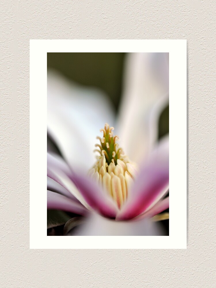 Alternate view of The Star of the Star Magnolia Art Print