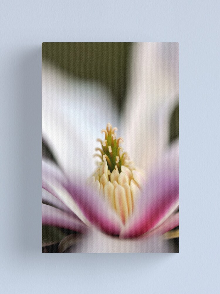 Alternate view of The Star of the Star Magnolia Canvas Print