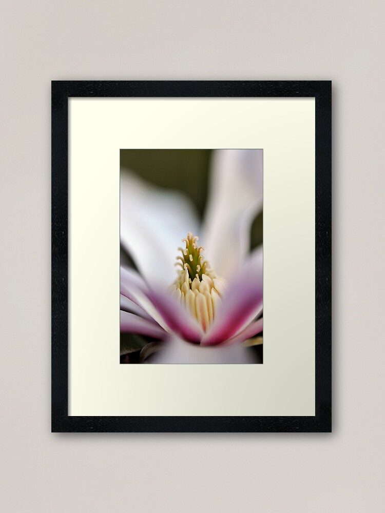 Thumbnail 2 of 7, Framed Art Print, The Star of the Star Magnolia designed and sold by Tiffany Dryburgh.