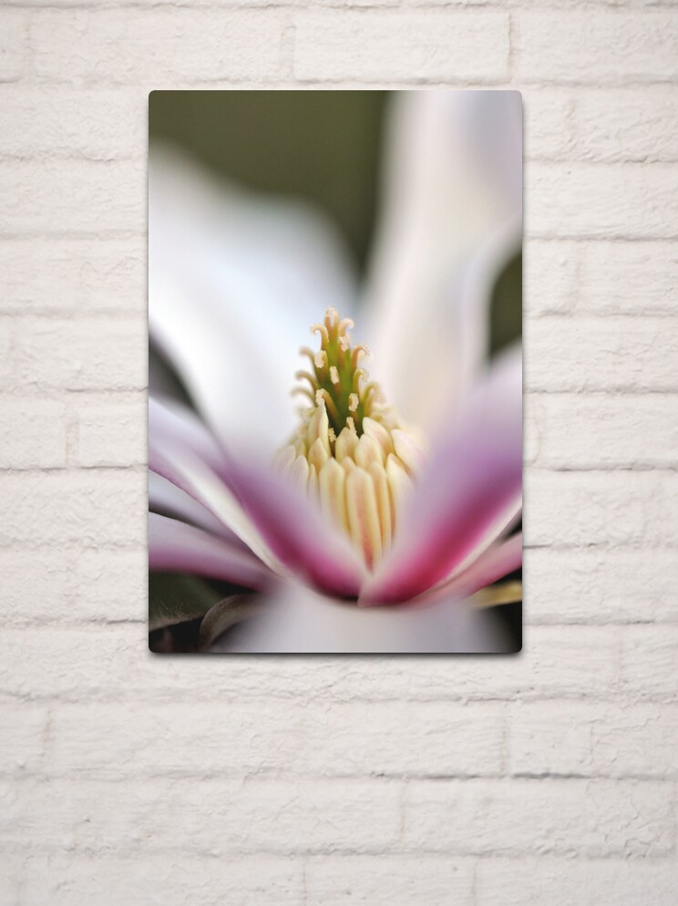 Thumbnail 2 of 4, Metal Print, The Star of the Star Magnolia designed and sold by Tiffany Dryburgh.