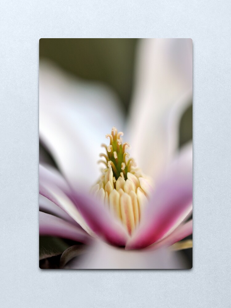 Alternate view of The Star of the Star Magnolia Metal Print