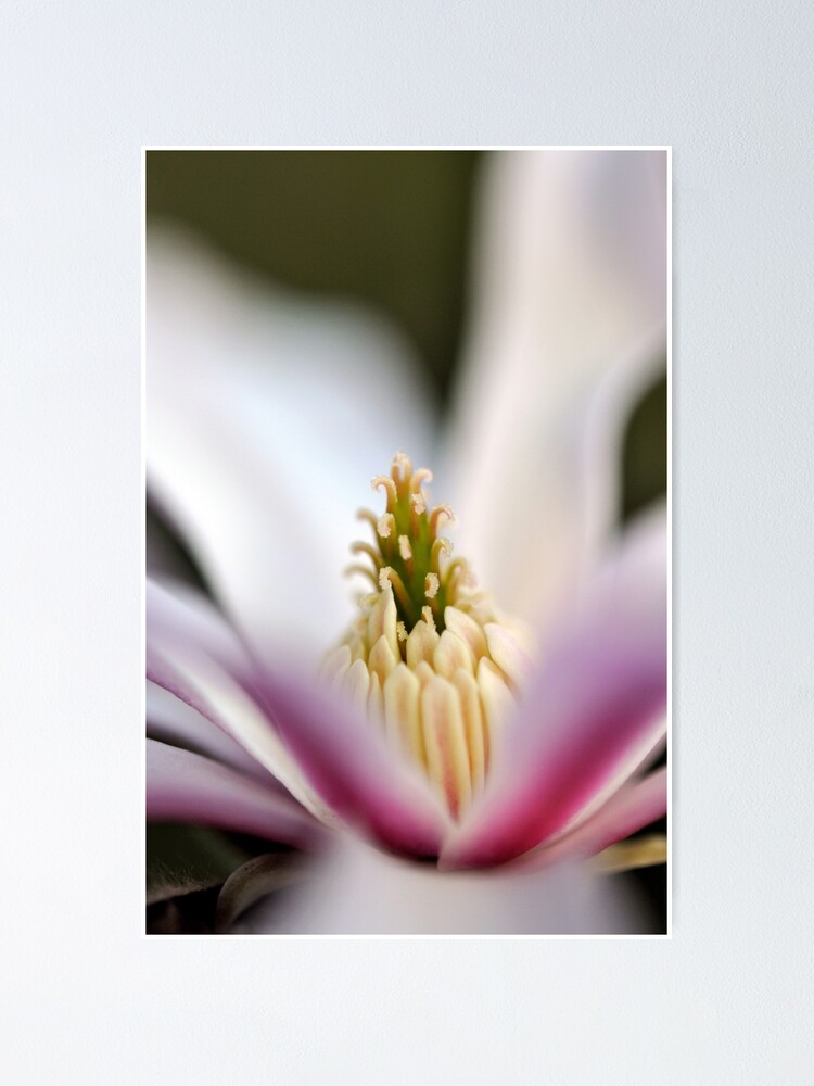 Thumbnail 2 of 3, Poster, The Star of the Star Magnolia designed and sold by Tiffany Dryburgh.