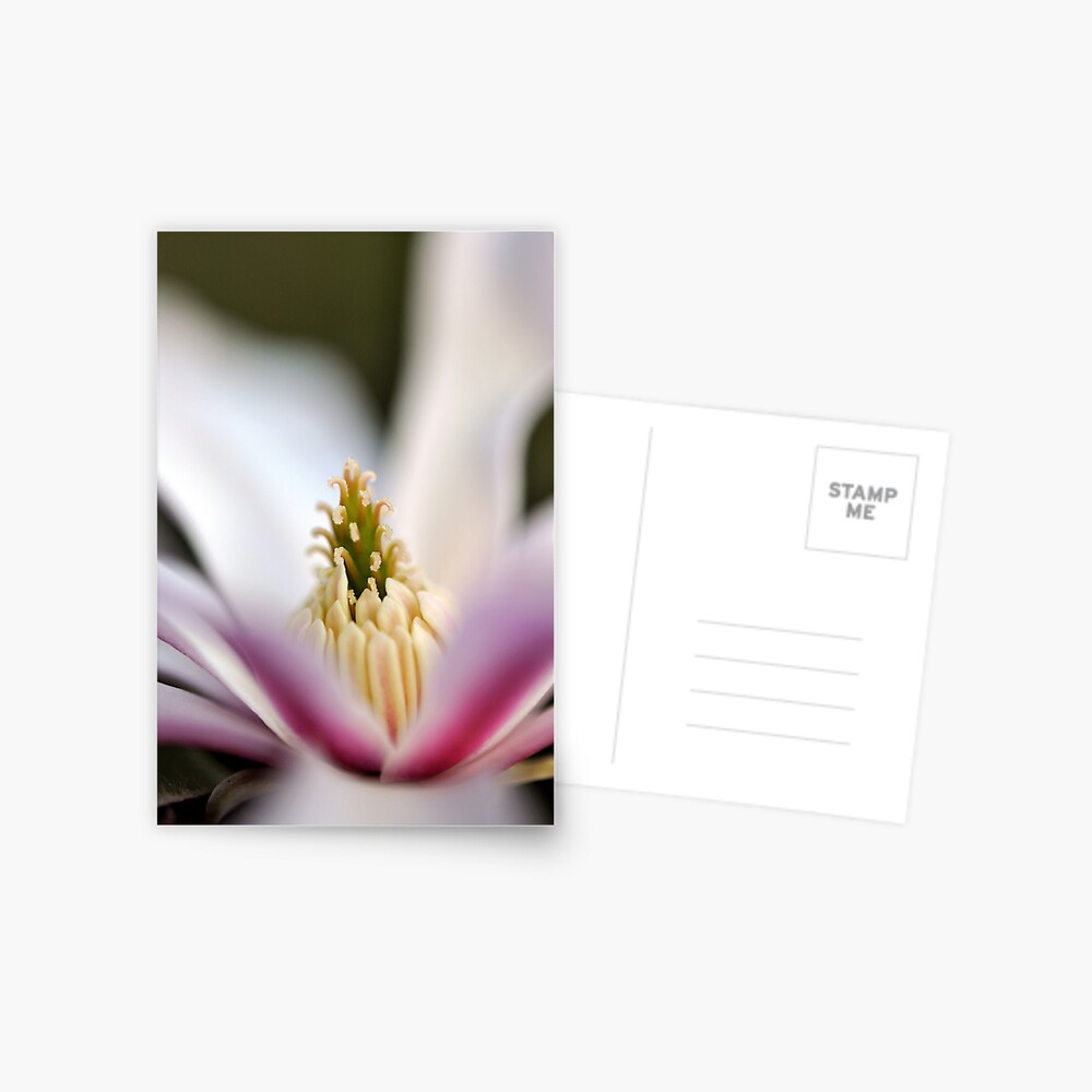 Item preview, Postcard designed and sold by Tiffany.