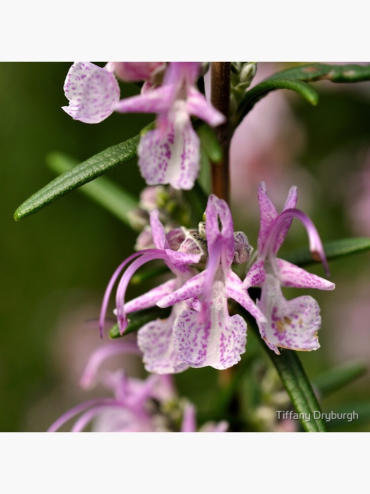 Rosemary Blooms by Tiffany