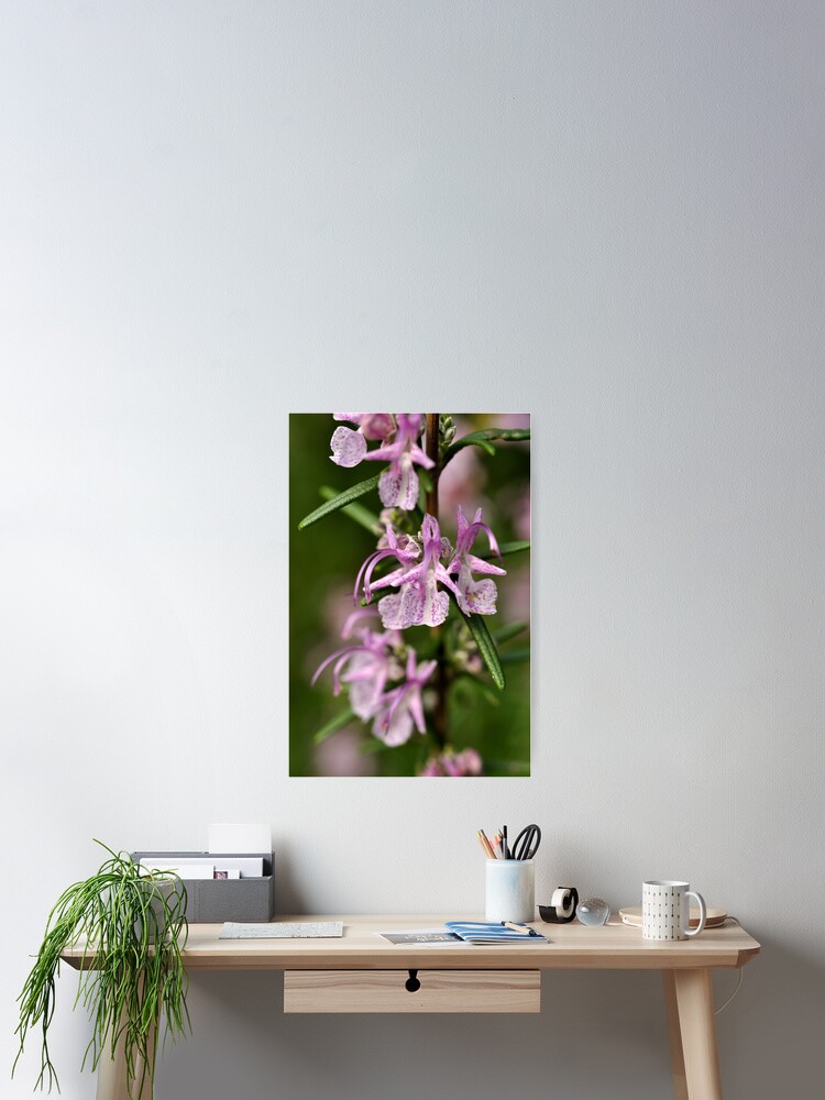 Thumbnail 2 of 3, Poster, Rosemary Blooms designed and sold by Tiffany.