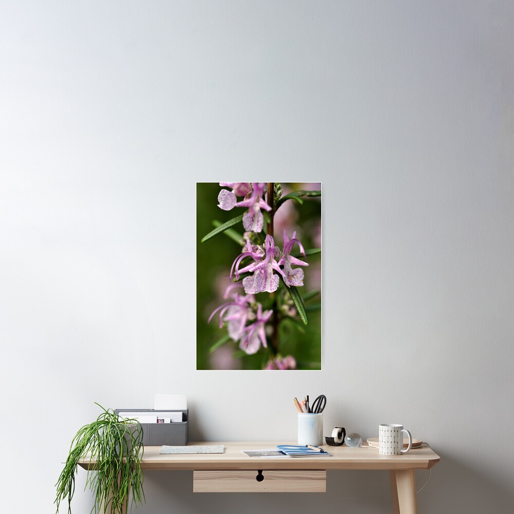 Rosemary Blooms Poster