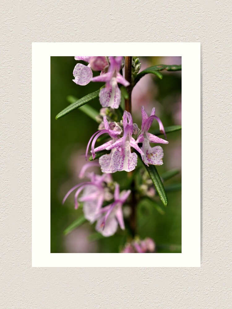 Alternate view of Rosemary Blooms Art Print