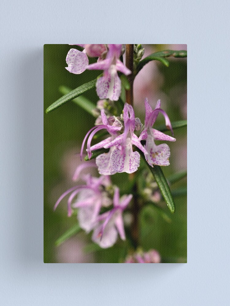 Alternate view of Rosemary Blooms Canvas Print