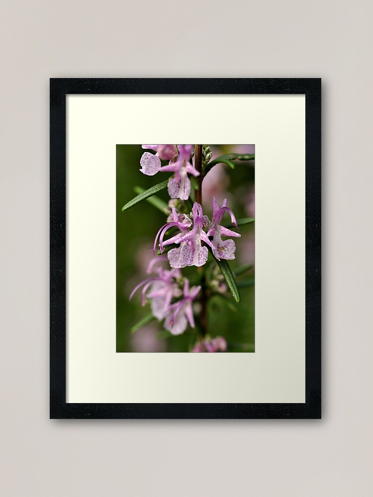 Alternate view of Rosemary Blooms Framed Art Print