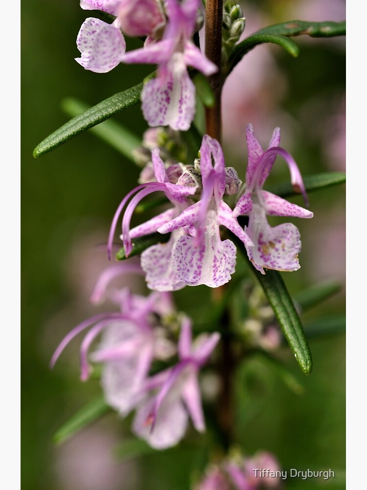 Rosemary Blooms by Tiffany