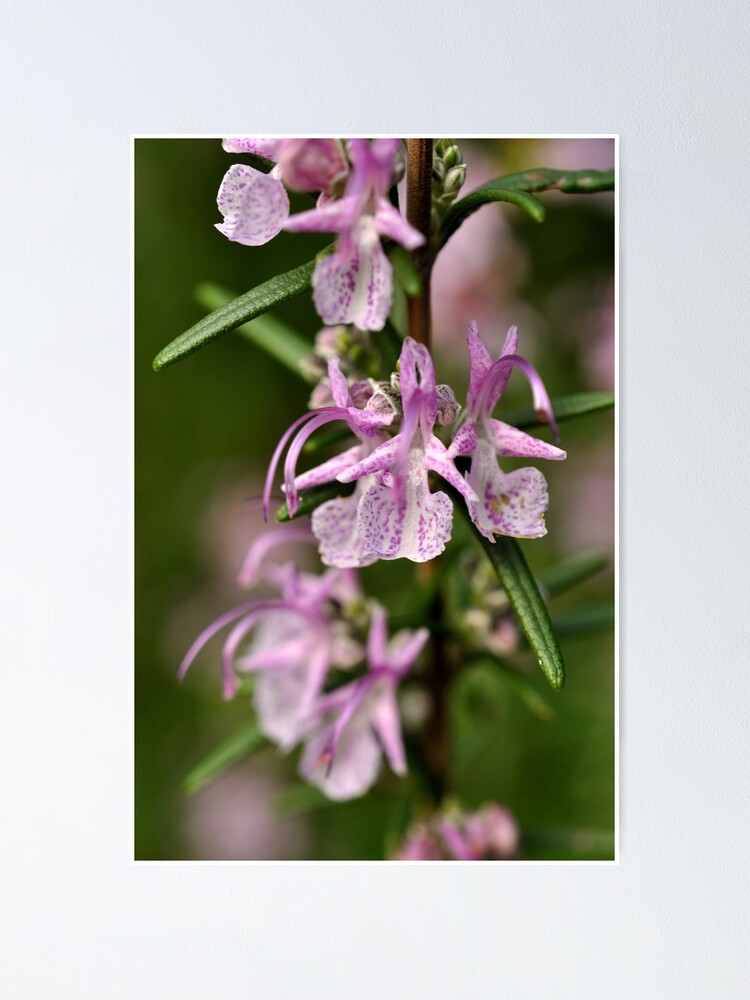 Alternate view of Rosemary Blooms Poster