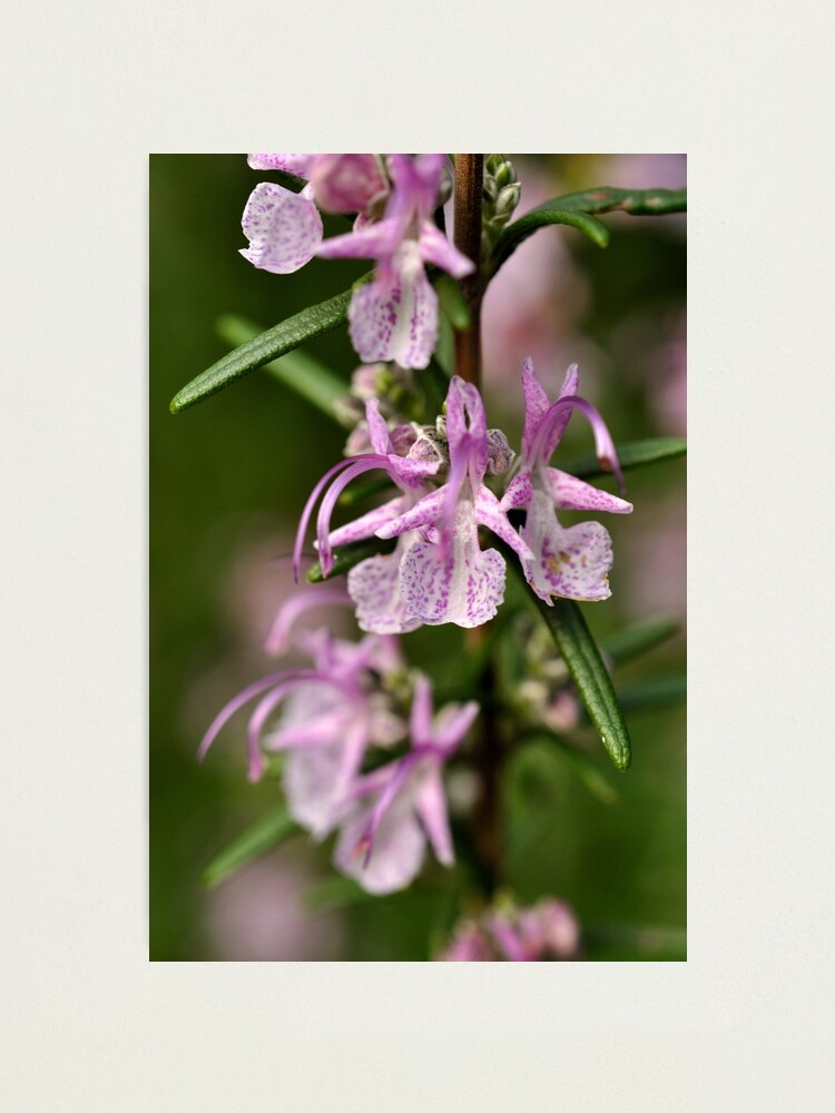 Alternate view of Rosemary Blooms Photographic Print