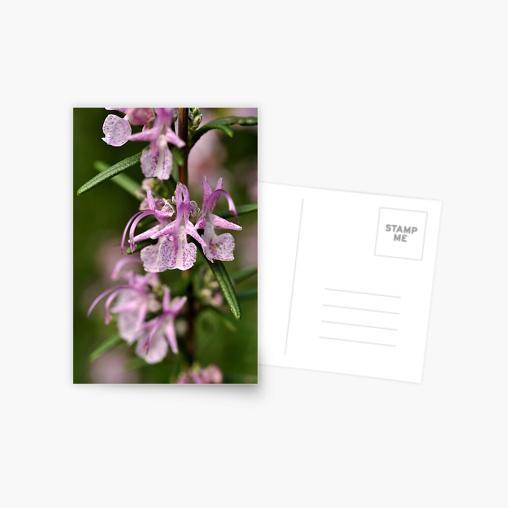 Item preview, Postcard designed and sold by Tiffany.