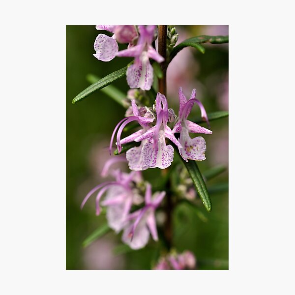 Photographic Print
