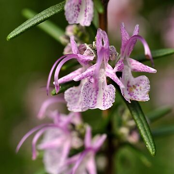 Artwork thumbnail, Rosemary Blooms by Tiffany Dryburgh