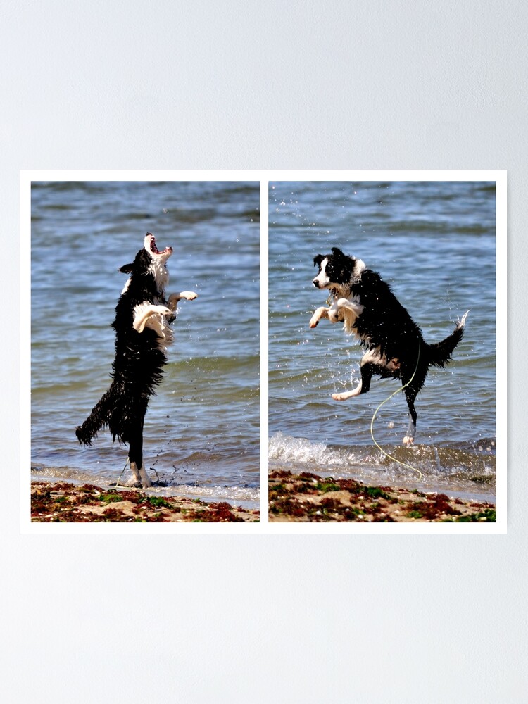 Alternate view of The All Singing, All Dancing Wonder Dog! Poster